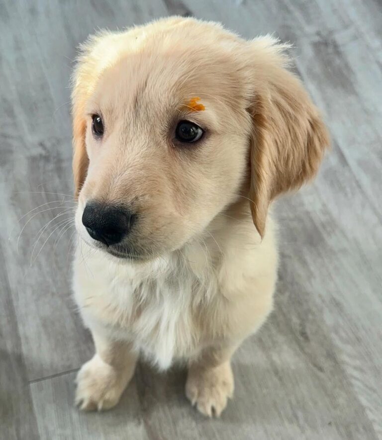 Sophie, a 9-week-old female Golden Retriever puppy